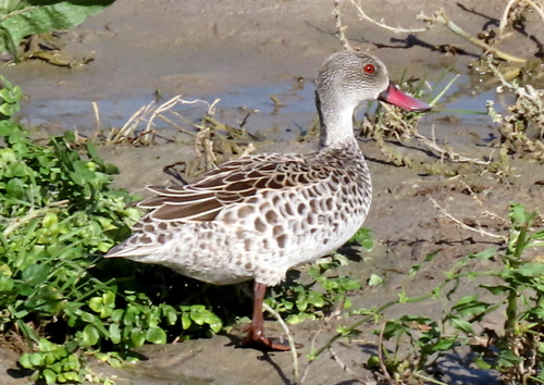 iNaturalist image