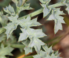 Lomatium rigidum