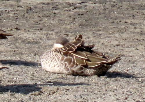 iNaturalist: (c) Gigi Laidler, some rights reserved (CC BY-NC), uploaded by Gigi Laidler iNaturalist image
