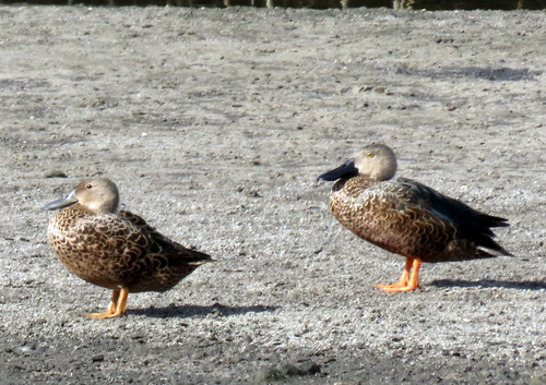 iNaturalist image