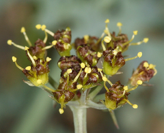 Lomatium rigidum