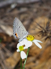 Luthrodes pandava peripatria