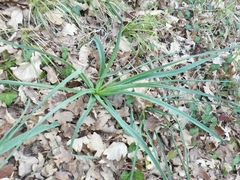 Asphodelus albus