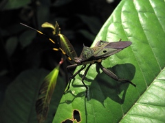 Molchina hopei