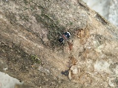 Coeloptera