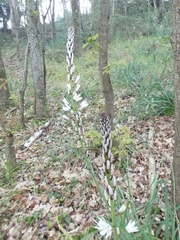 Asphodelus albus