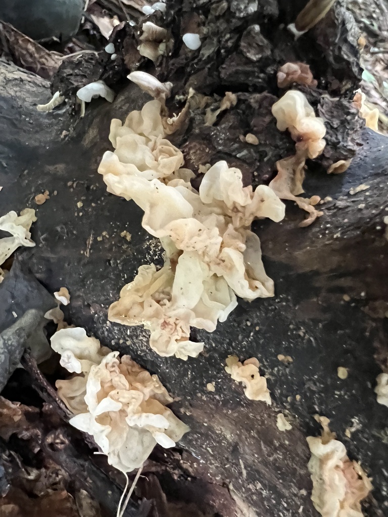 white jelly fungus · July 2026 · photo: Photo: (c) Mark Richman, some rights reserved (CC BY) · iNaturalist