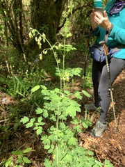 Thalictrum fendleri polycarpum