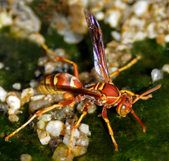Polistes dorsalis californicus