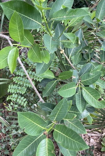 Ficus aurea, photograph 6