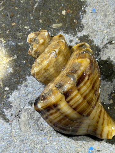 Neptunea arthritica observed 2026-07-06