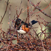 Spotted × Eastern Towhee - Photo (c) Nick Tepper, some rights reserved (CC BY-NC), uploaded by Nick Tepper