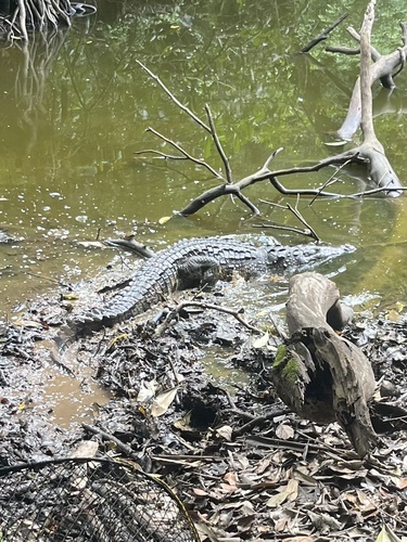Morelet's Crocodile
