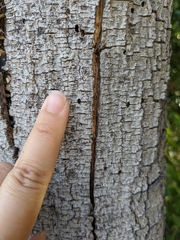 Scolytus