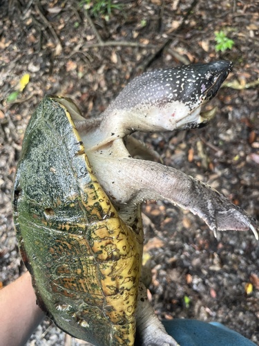Mexican Giant Musk Turtle