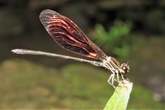 Chalcopteryx