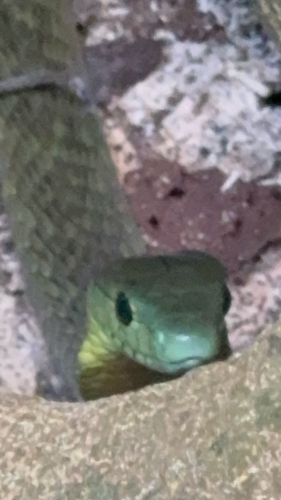 Jameson's Mamba