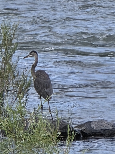 Great Blue Heron photographed in Idaho