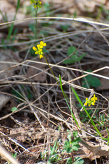 Draba sibirica