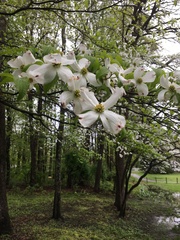 Cornus florida
