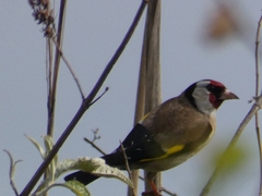 Carduelis carduelis