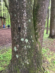 Cornus florida