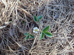 Fragaria virginiana glauca