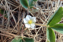 Fragaria virginiana glauca