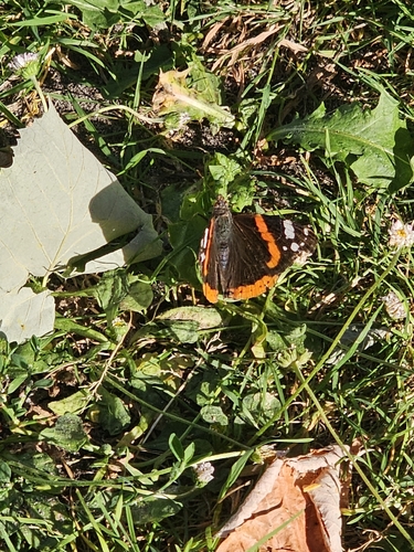 Red Admiral