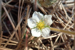 Fragaria virginiana glauca