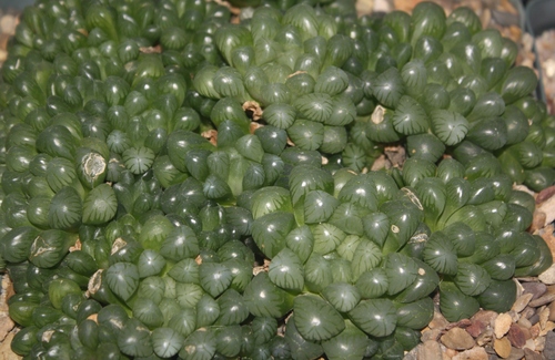 SUNNYPLANTS - Haworthia Cooperi Truncata, Haworthia Obtusa, Piante Grasse da Appartamento, 2-4 cm