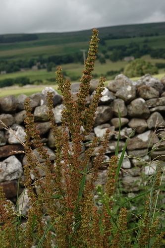 Rumex × hybridus iNat (2)