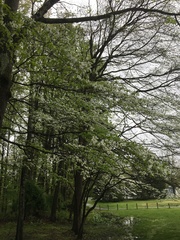 Cornus florida