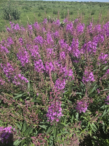 fireweed