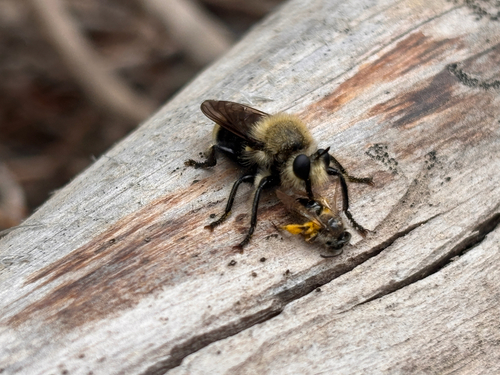 iNaturalist observation photo of Bee-mimic Robber Flies