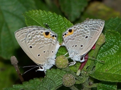 Luthrodes pandava peripatria
