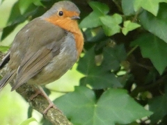 Erithacus rubecula