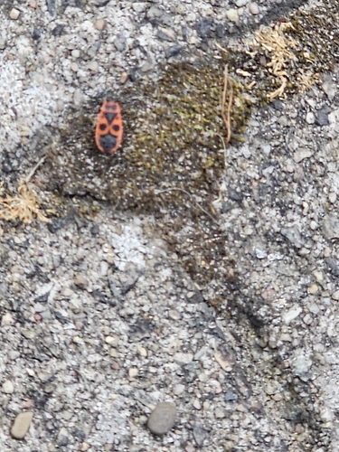 European Firebug
