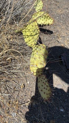 Brown-spined Pricklypear