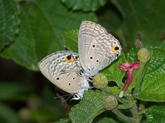 Luthrodes pandava peripatria