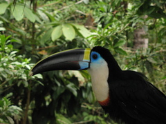 Ramphastos