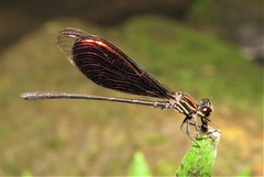 Chalcopteryx