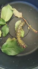 Hemileuca maia