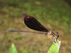 Chalcopteryx