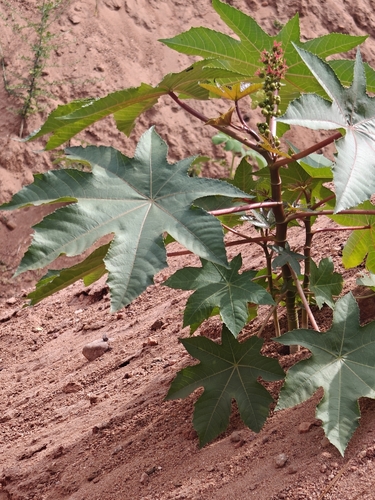 castor bean