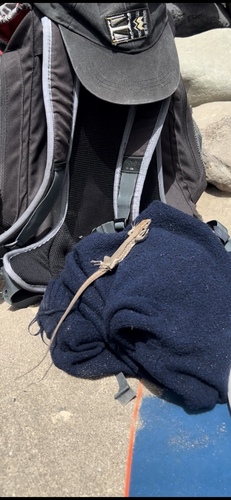 Tenerife Lizard