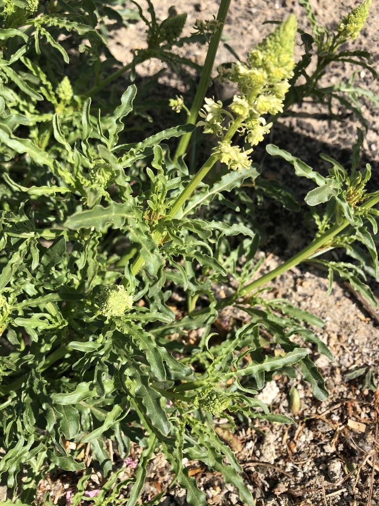 Wild Mignonette from Lößgasse, Krems an der Donau, Niederösterreich, AT ...