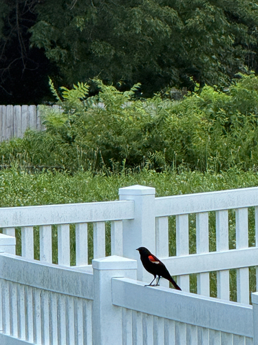 Red-winged Blackbird