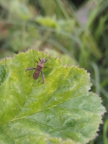 Heegeria tangirica