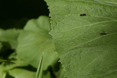 Cheilosia pagana